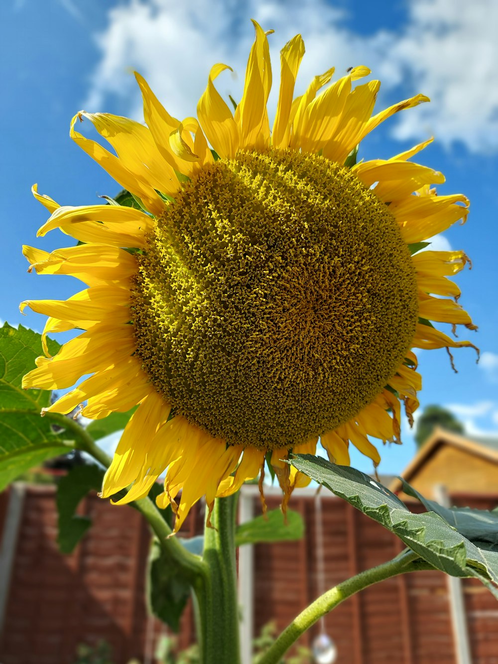 a sunflower with a large center
