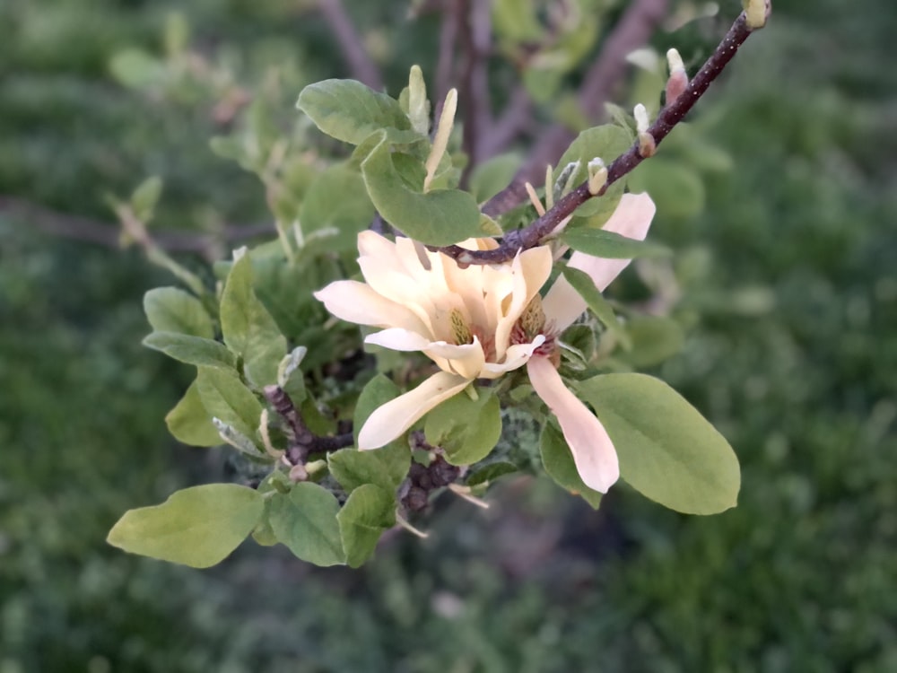 uma flor em uma planta