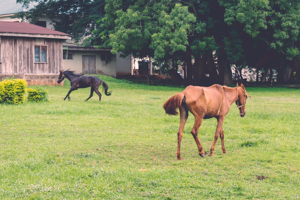 horses running in a field