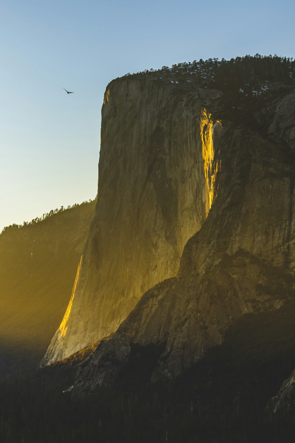 a cliff with a bird flying