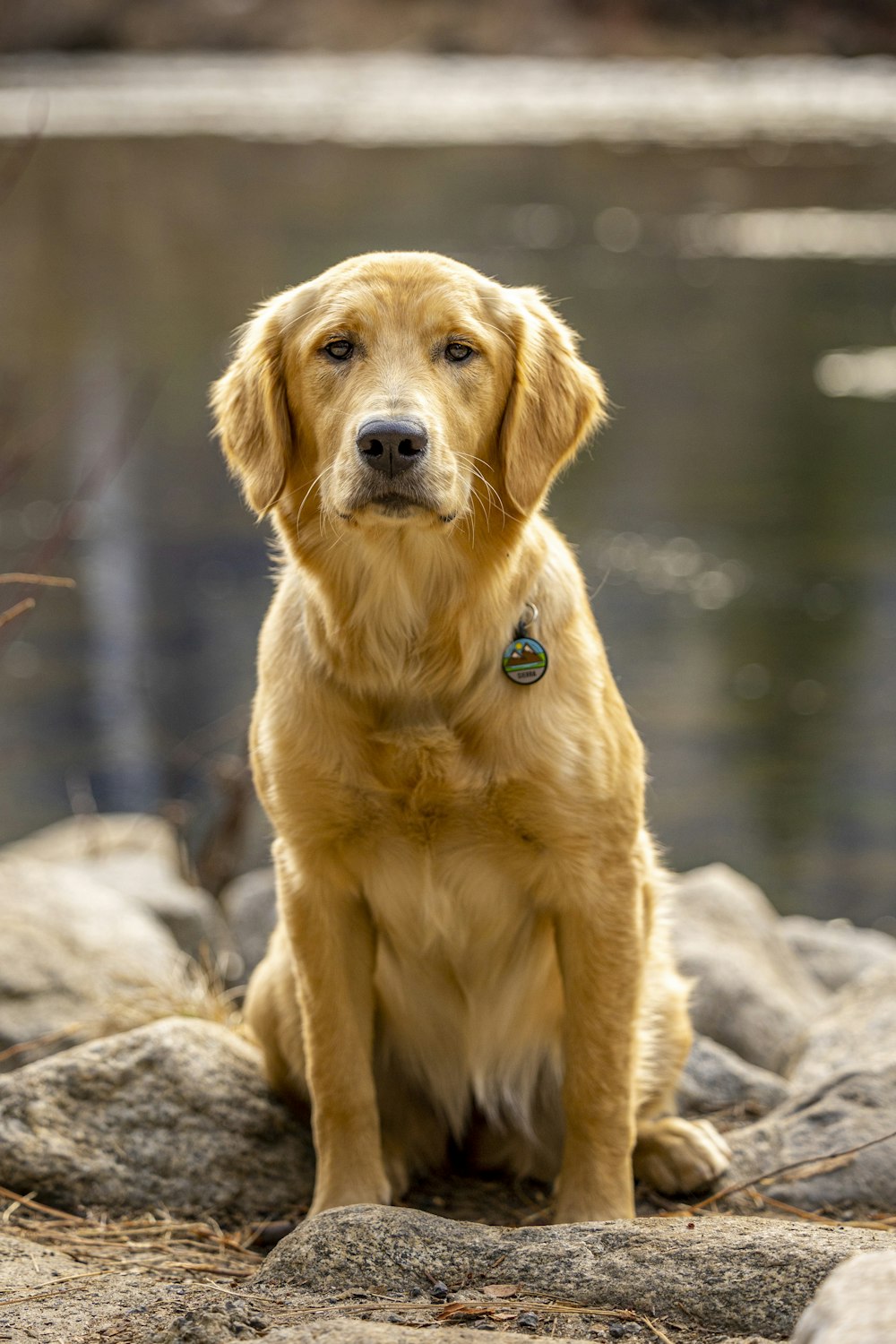 a dog sitting on rocks