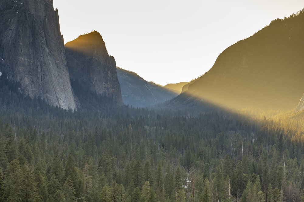 a forest of trees and mountains