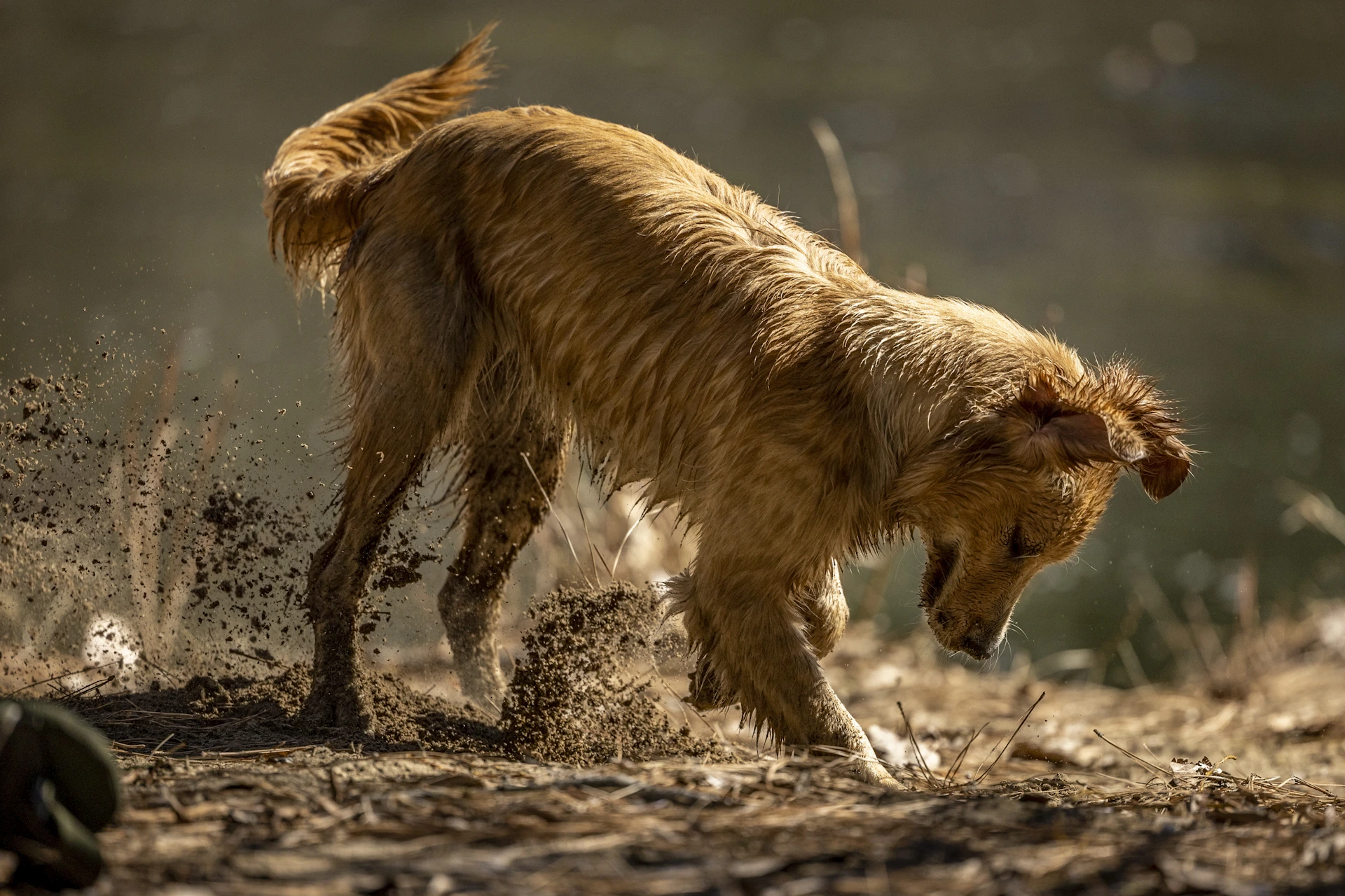 a dog running in the dirt