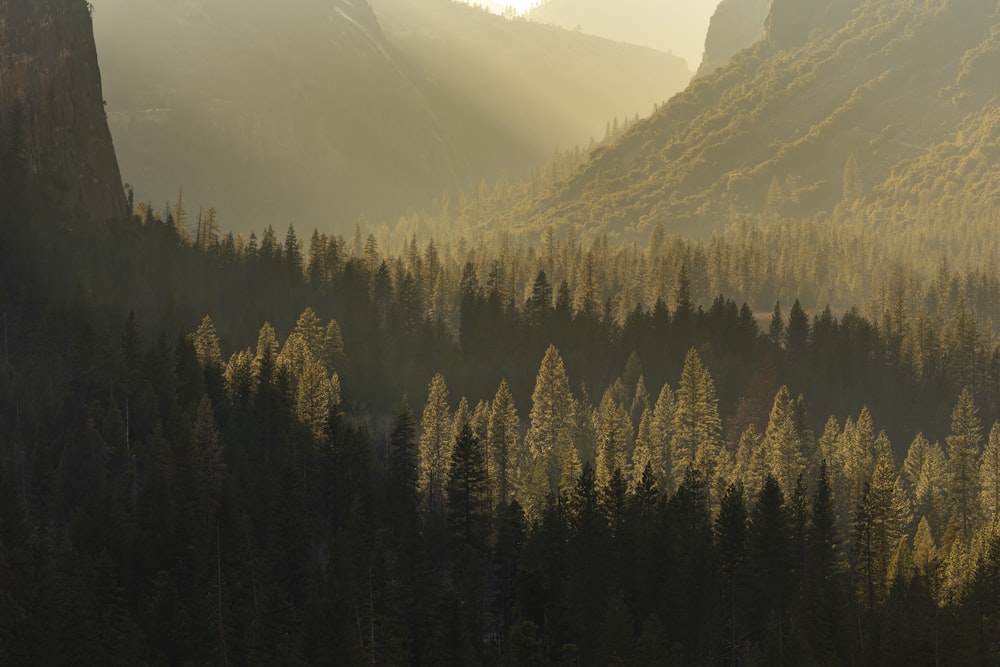 a forest of trees in a valley