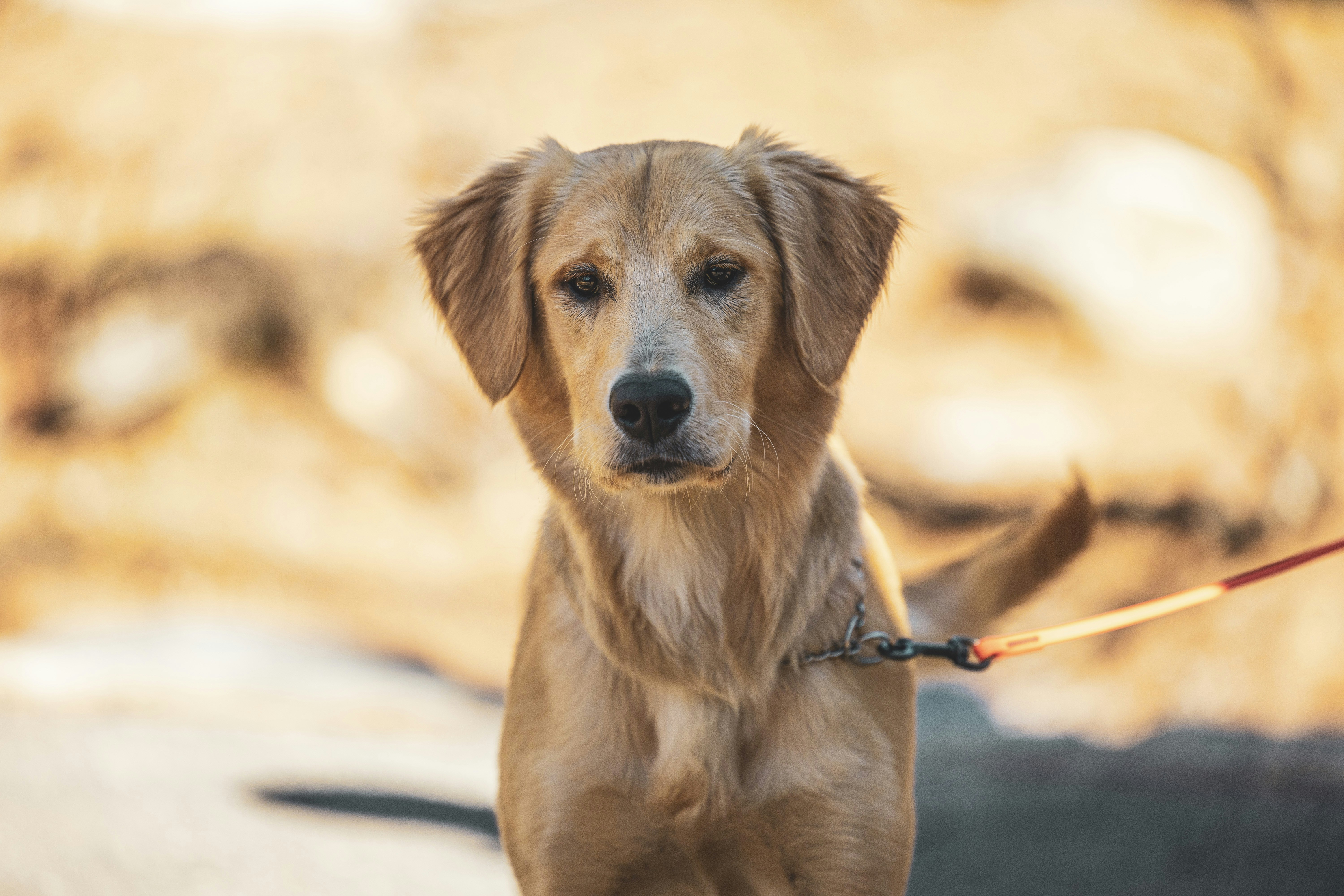 Photo by leo_visions_