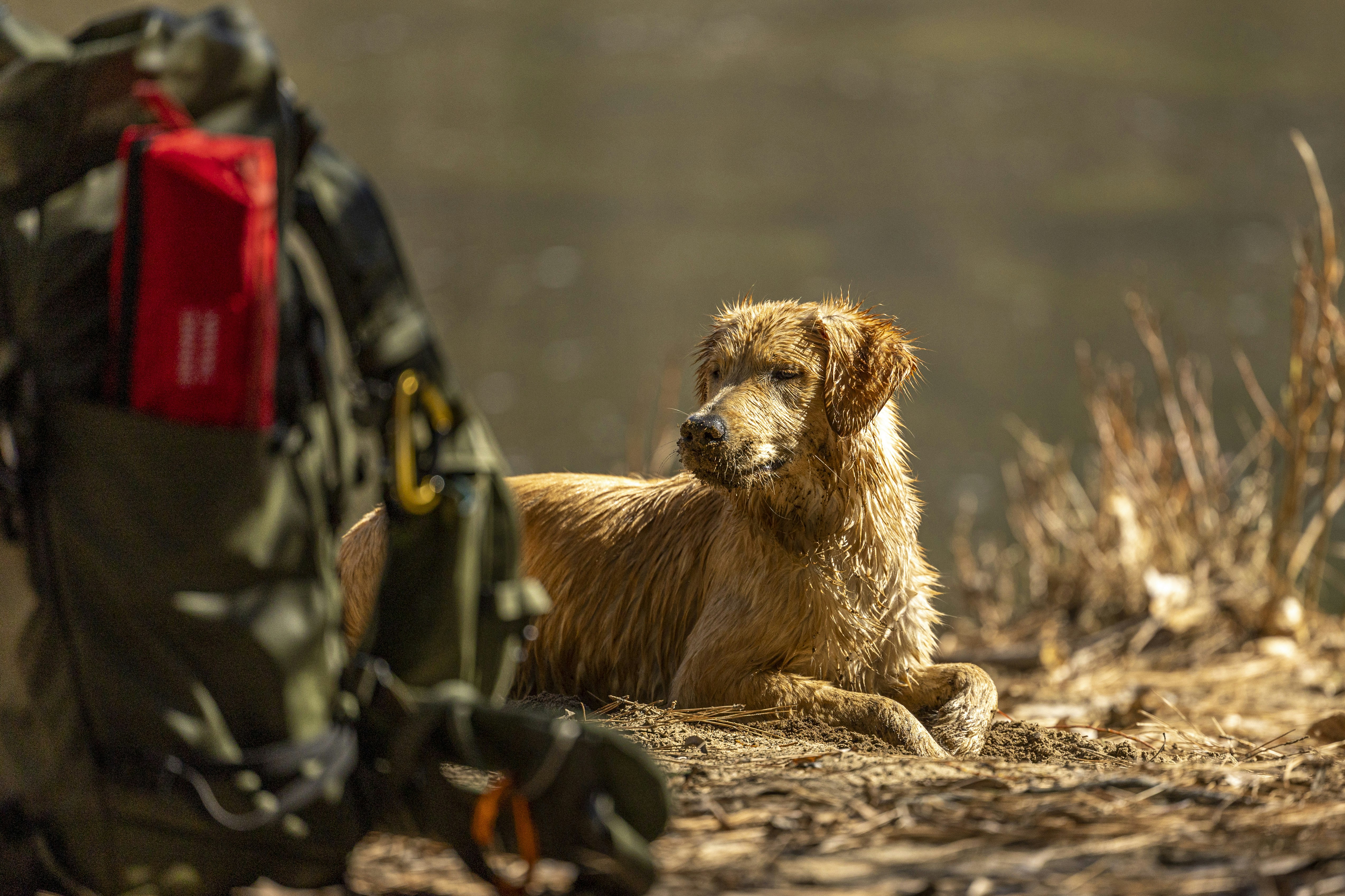 a dog sitting next to a person in a military uniform