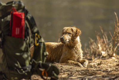 a dog sitting next to a person in a military uniform