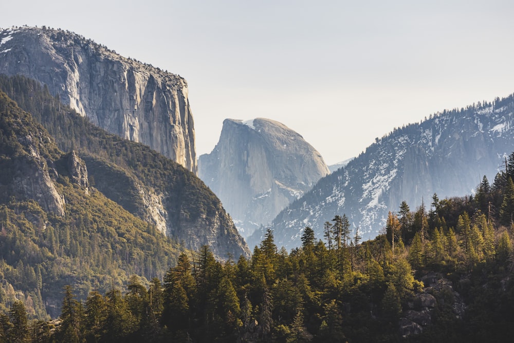 a forest in the mountains