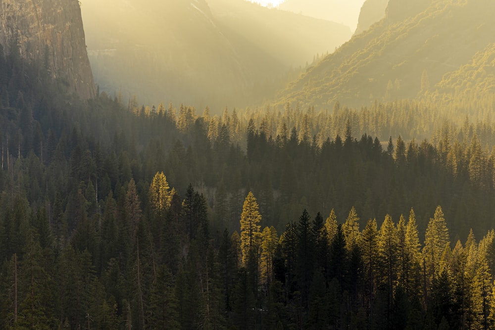 a forest of trees in a valley