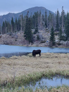 A moose silhouetted against a vibrant sunset sky in the boreal forest.