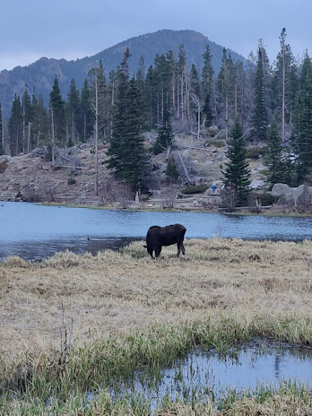 A moose silhouetted against a vibrant sunset sky in the boreal forest.