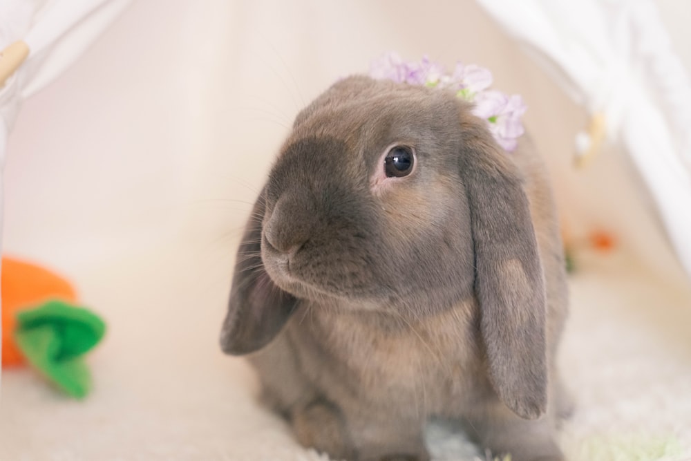 a rabbit with a flower crown