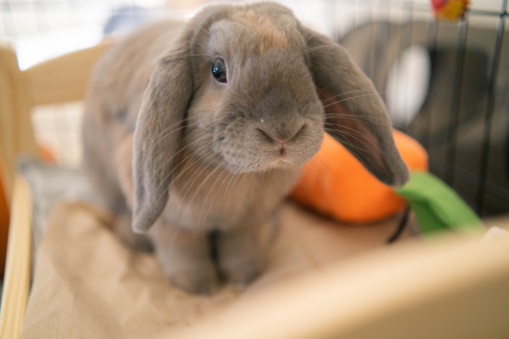 Un lapin mangeant une carotte