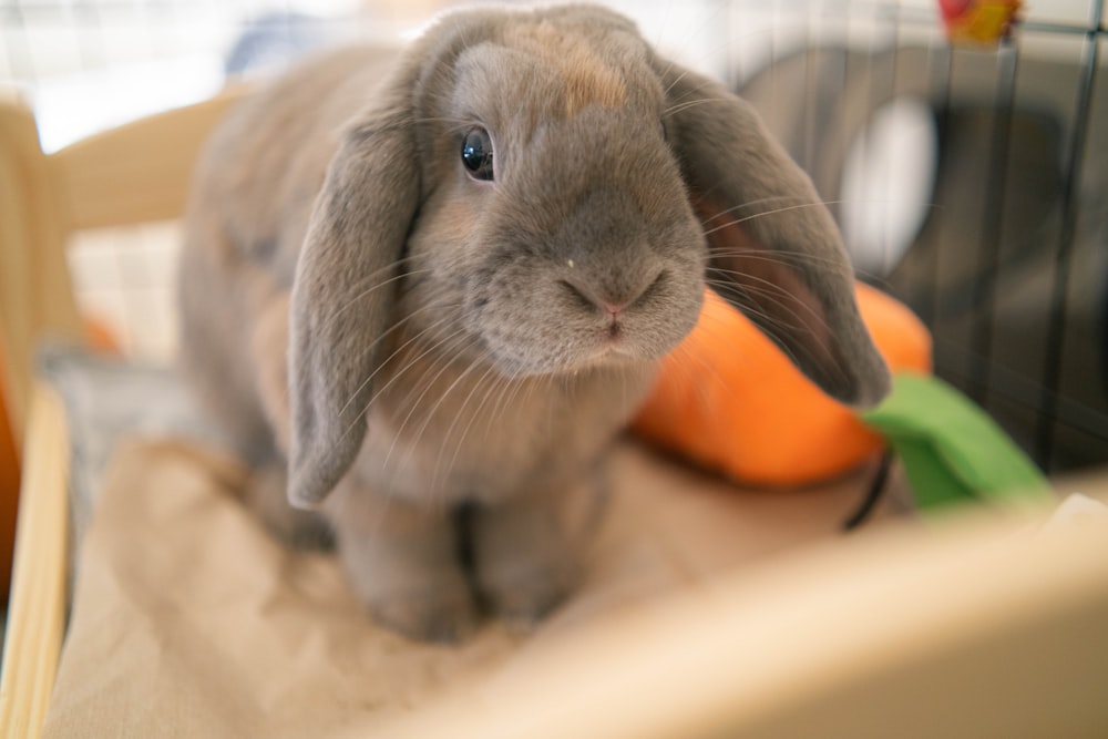 a rabbit eating a carrot