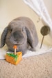a rabbit with a candle