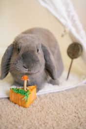 a rabbit with a candle