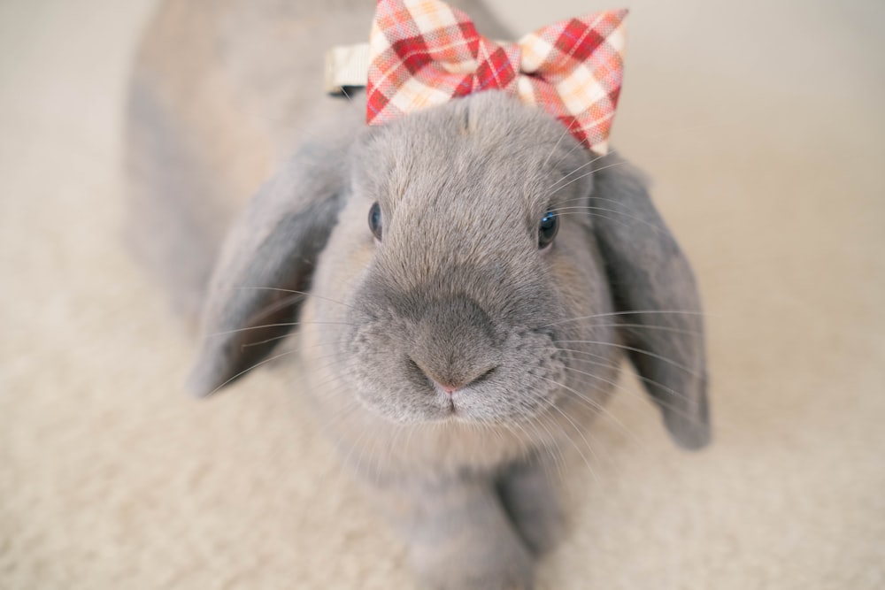 a rabbit wearing a hat