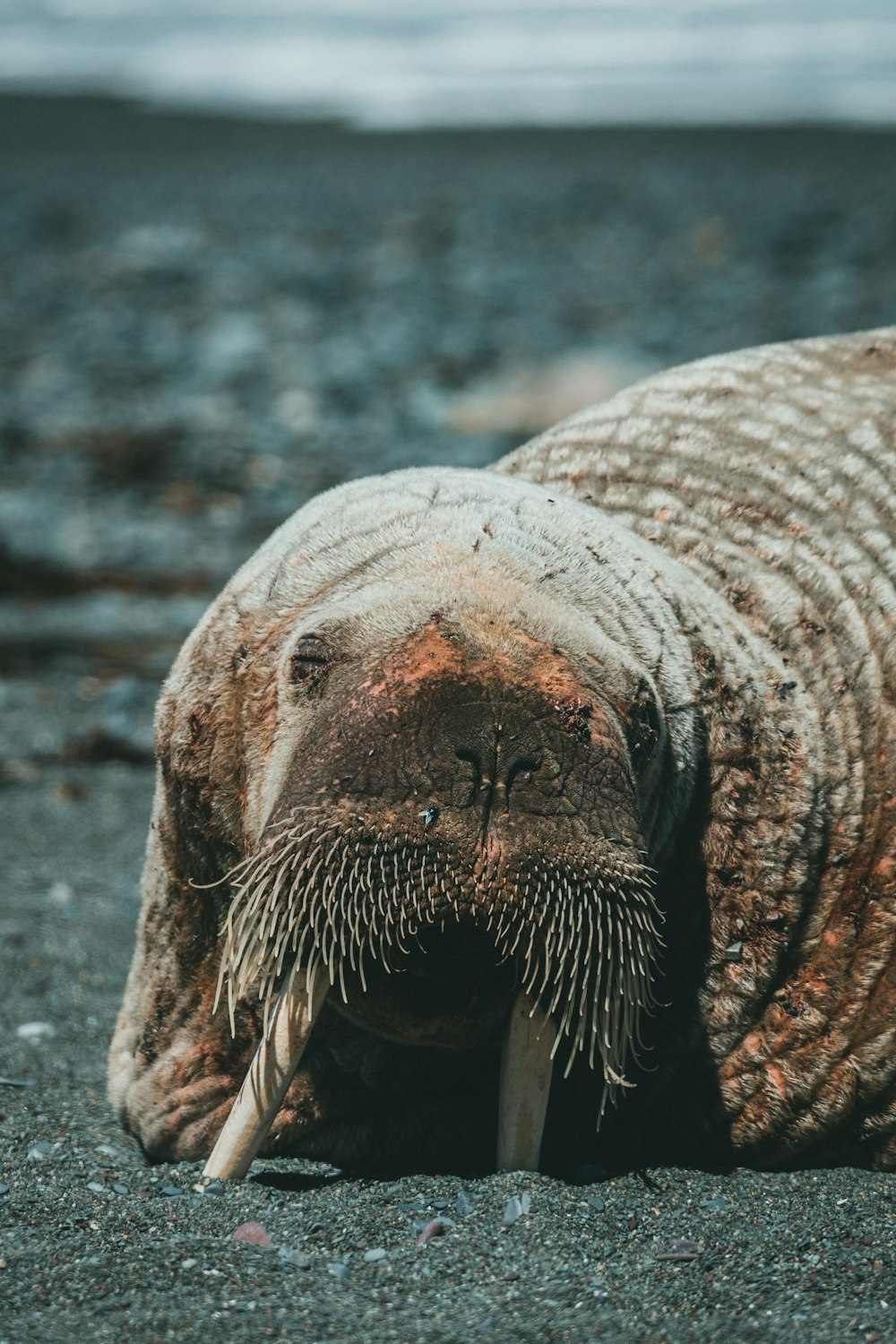 a close up of a seal