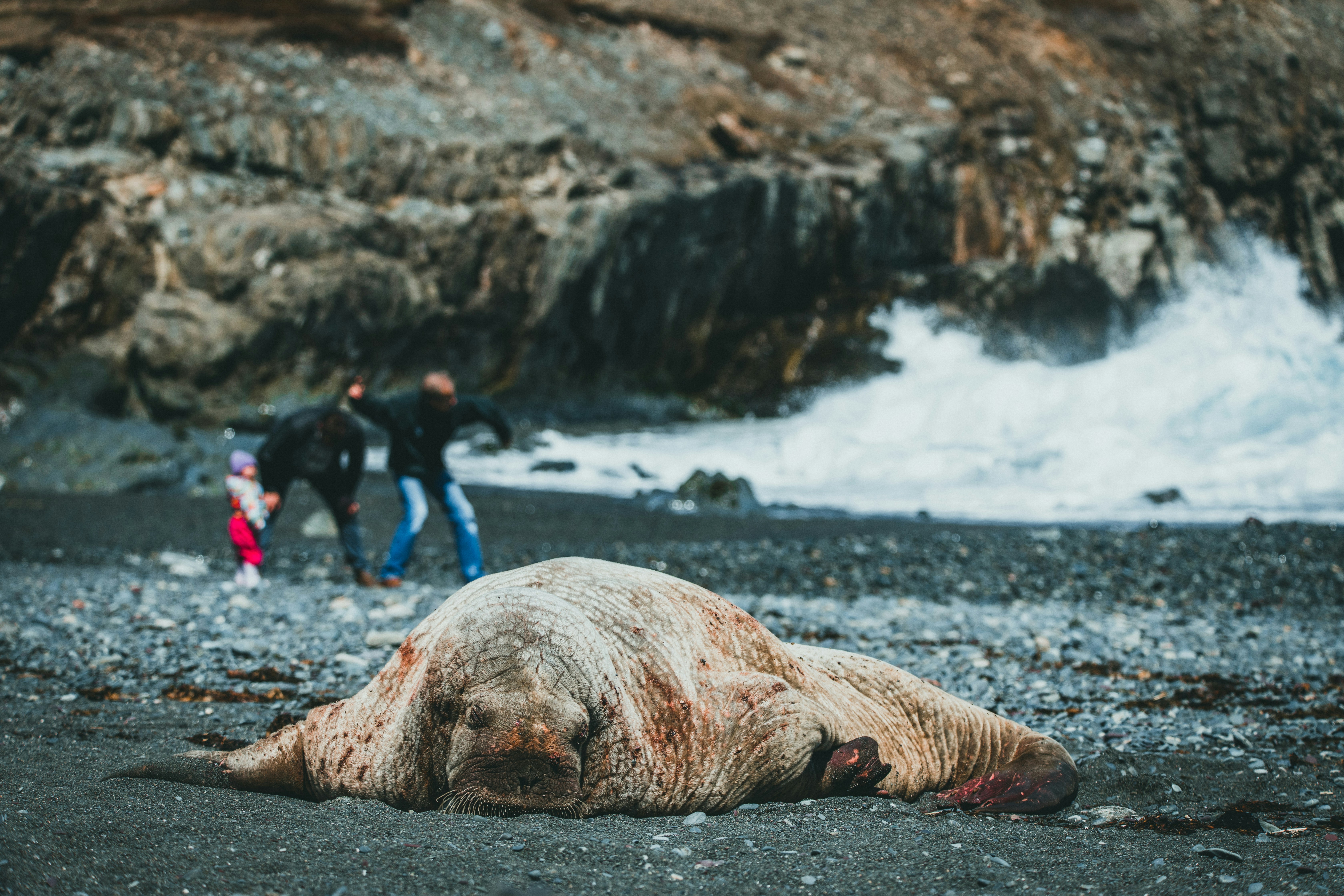 A group of people standing next to a large walrus on a rocky beach ...