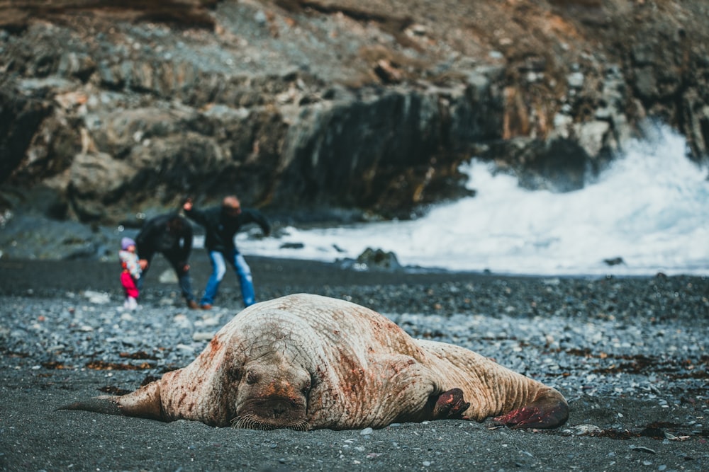 a group of people standing next to a large walrus on a rocky beach