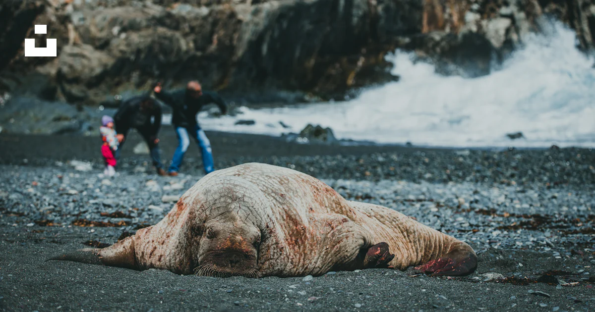Walrus Splashing A group of people standing next to a large walrus on a rocky beach ...