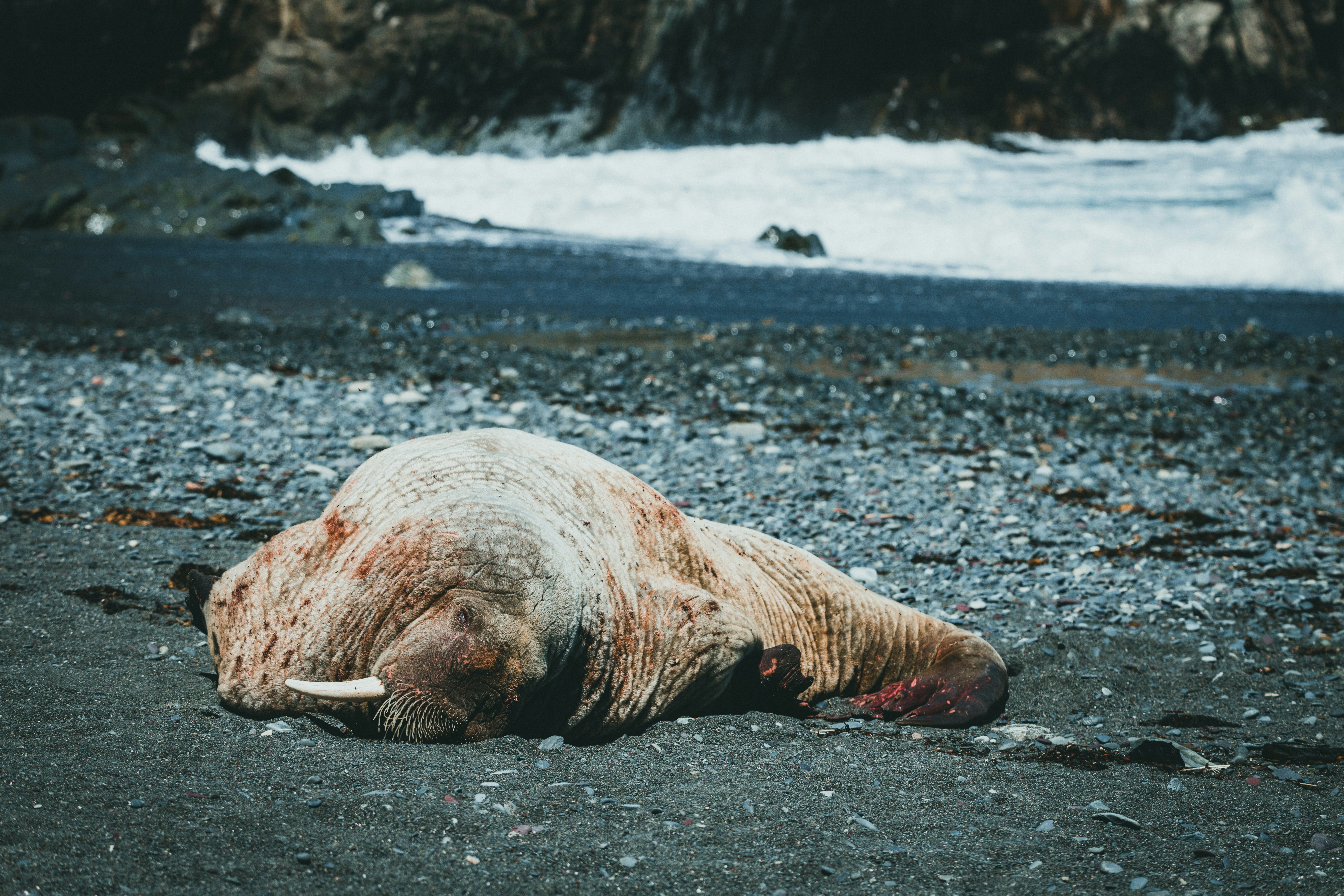 A walrus lying on the ground photo – Free Sea Image on Unsplash