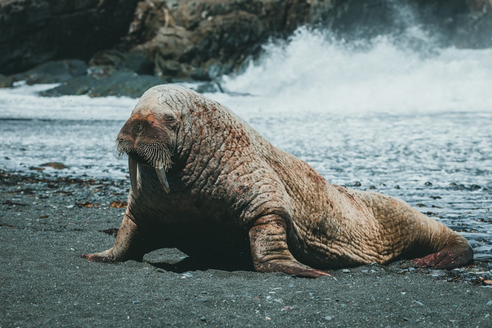 uma morsa na praia