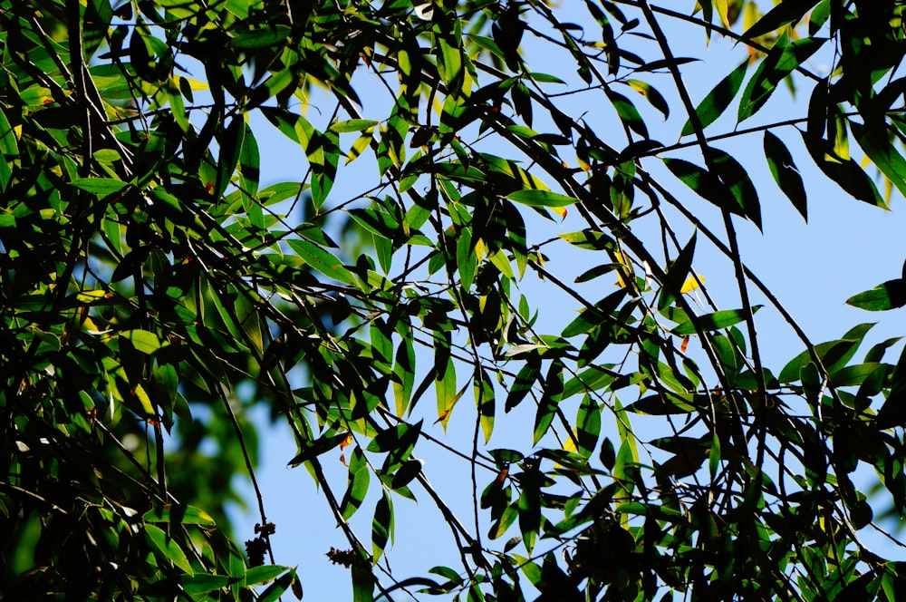 a tree with leaves