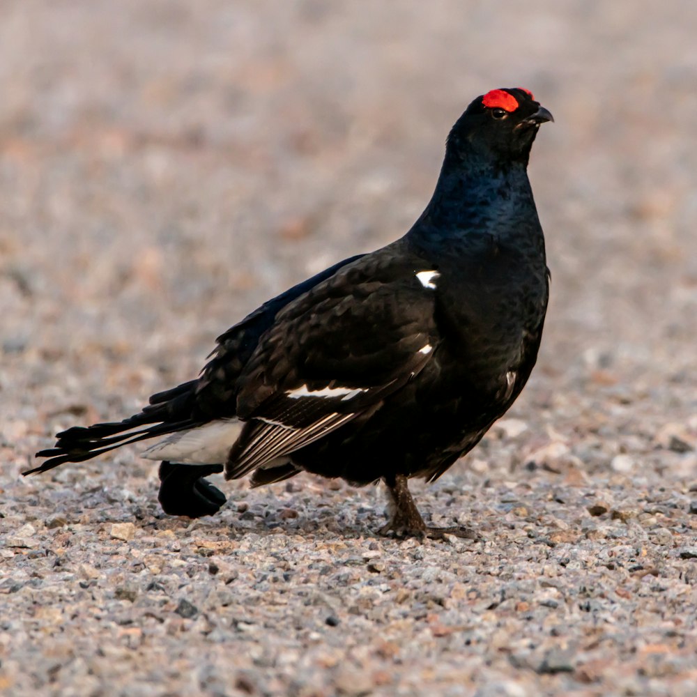 a black and white bird