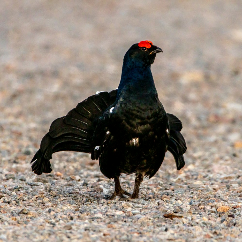 a black bird with red head feathers