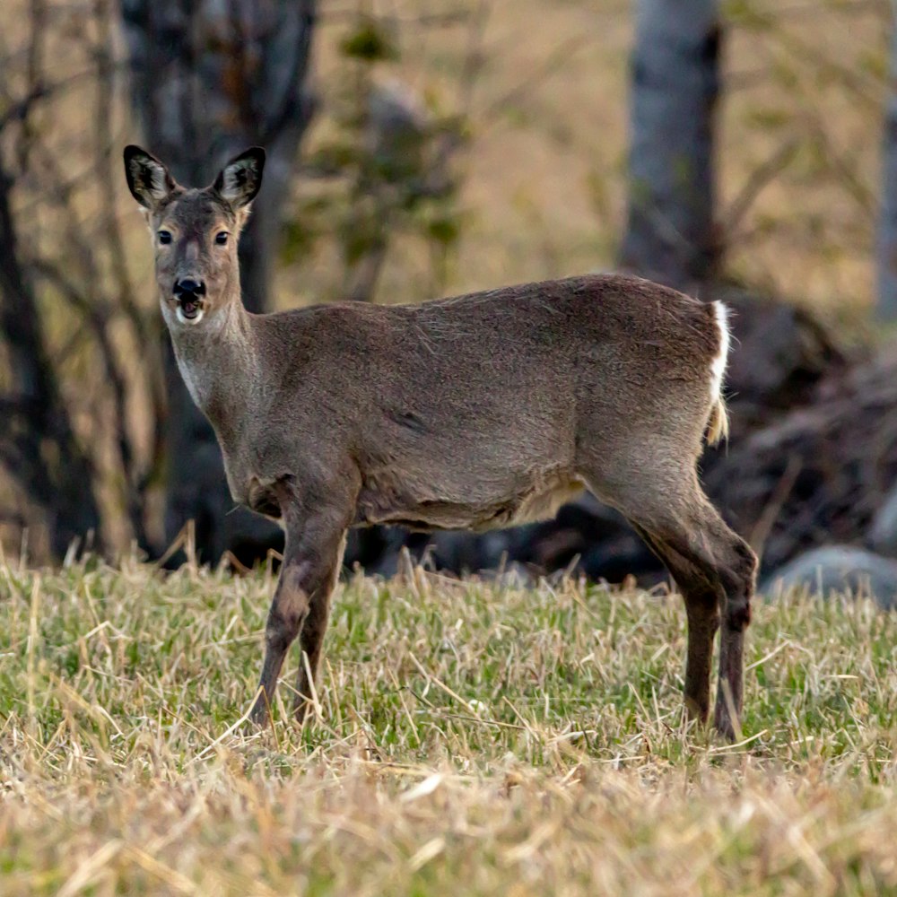 a deer standing in a grassy area