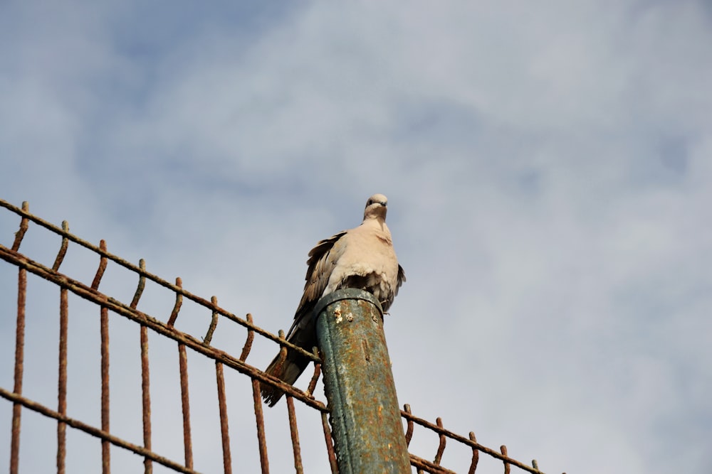 a bird sitting on a fence