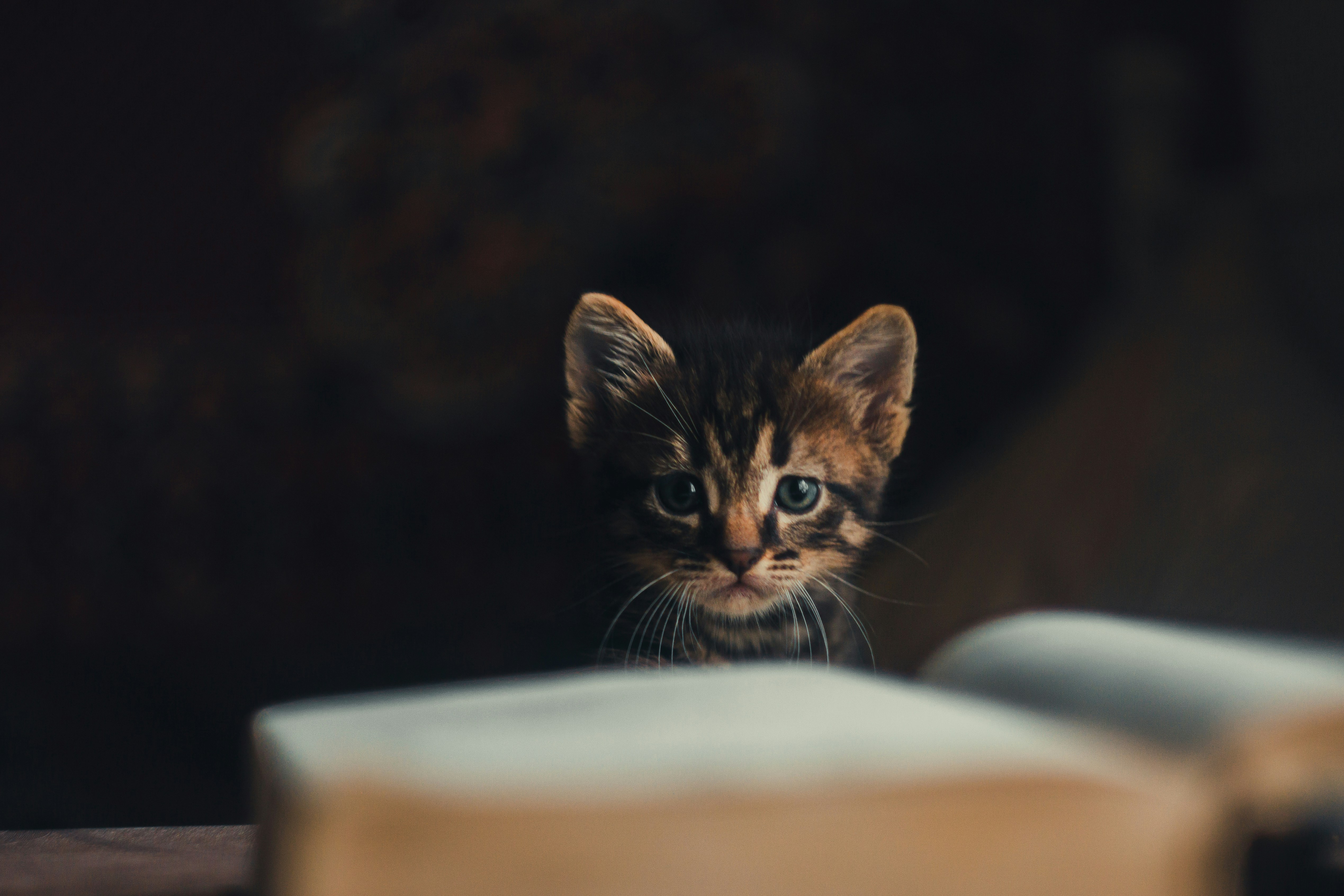 Photo by samoyedness