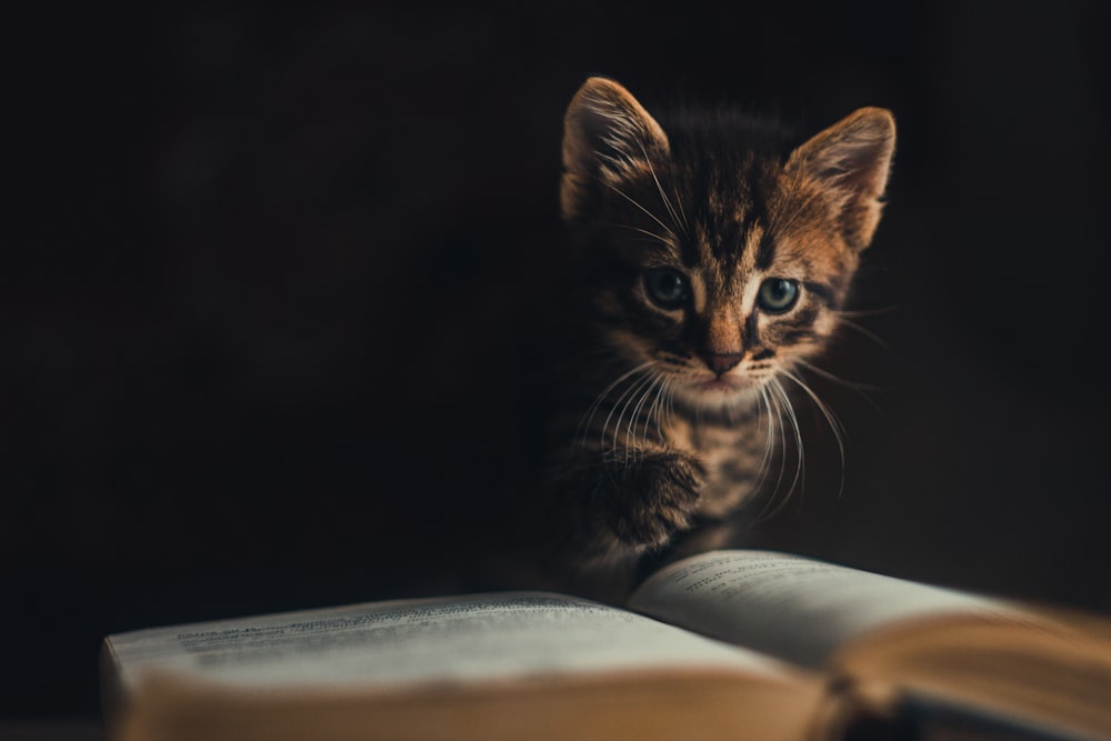 a cat looking at a book