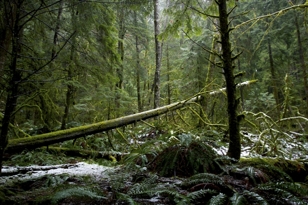 a fallen tree in a forest