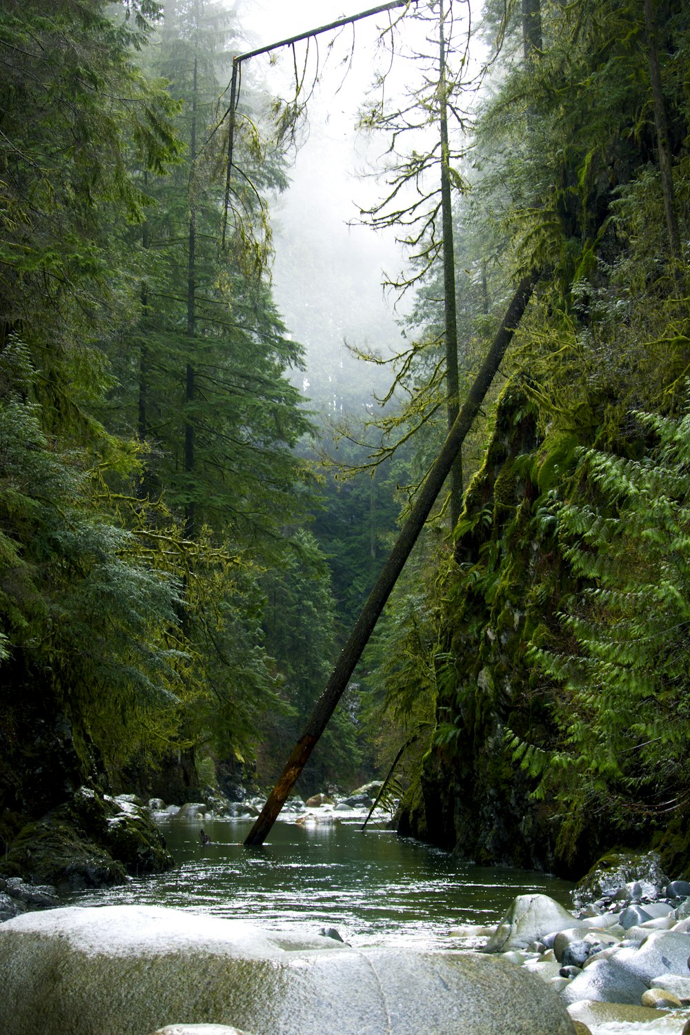 um rio em uma floresta