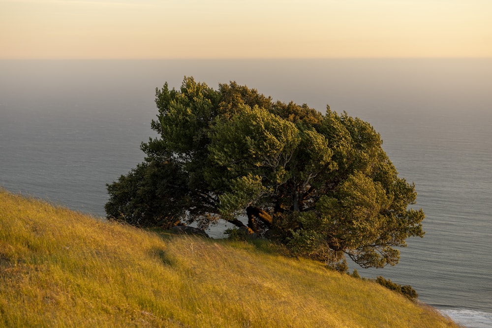 a tree on a hill by the water