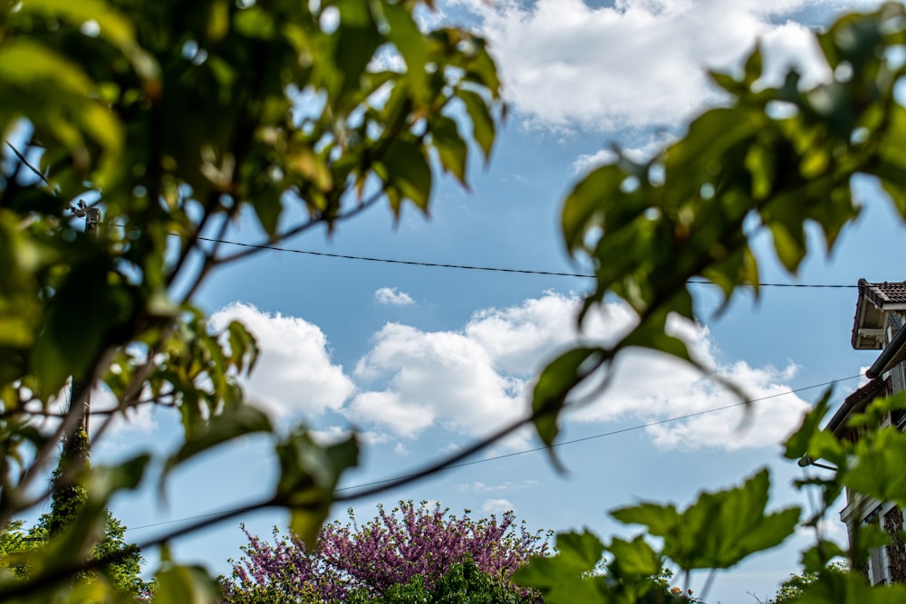 a tree with flowers