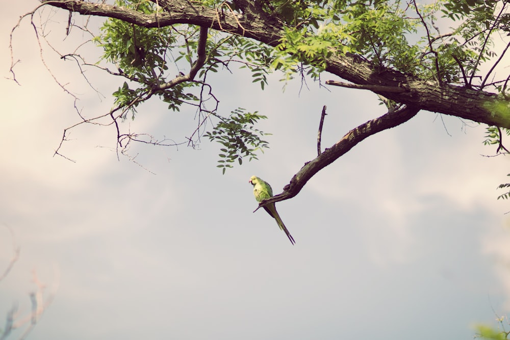 a bird perched on a tree branch