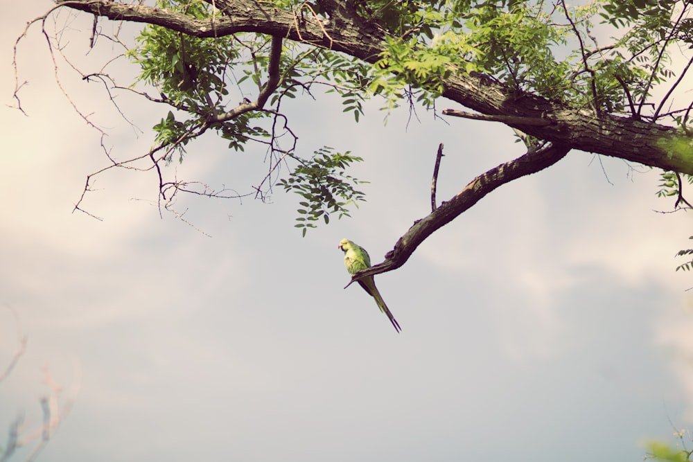 um pássaro empoleirado em um galho de árvore