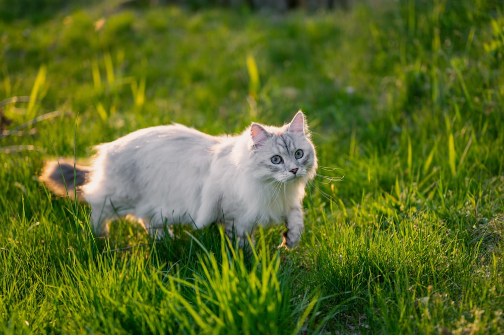 a cat walking through grass
