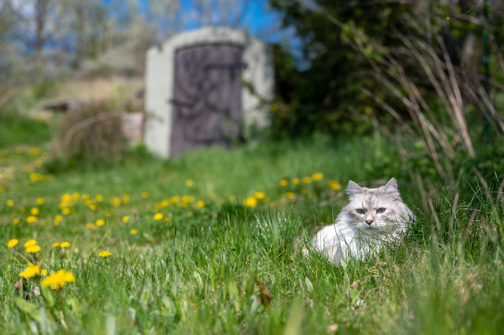a cat sitting in the grass