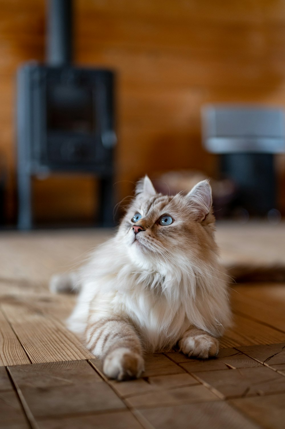 a cat sitting on the floor