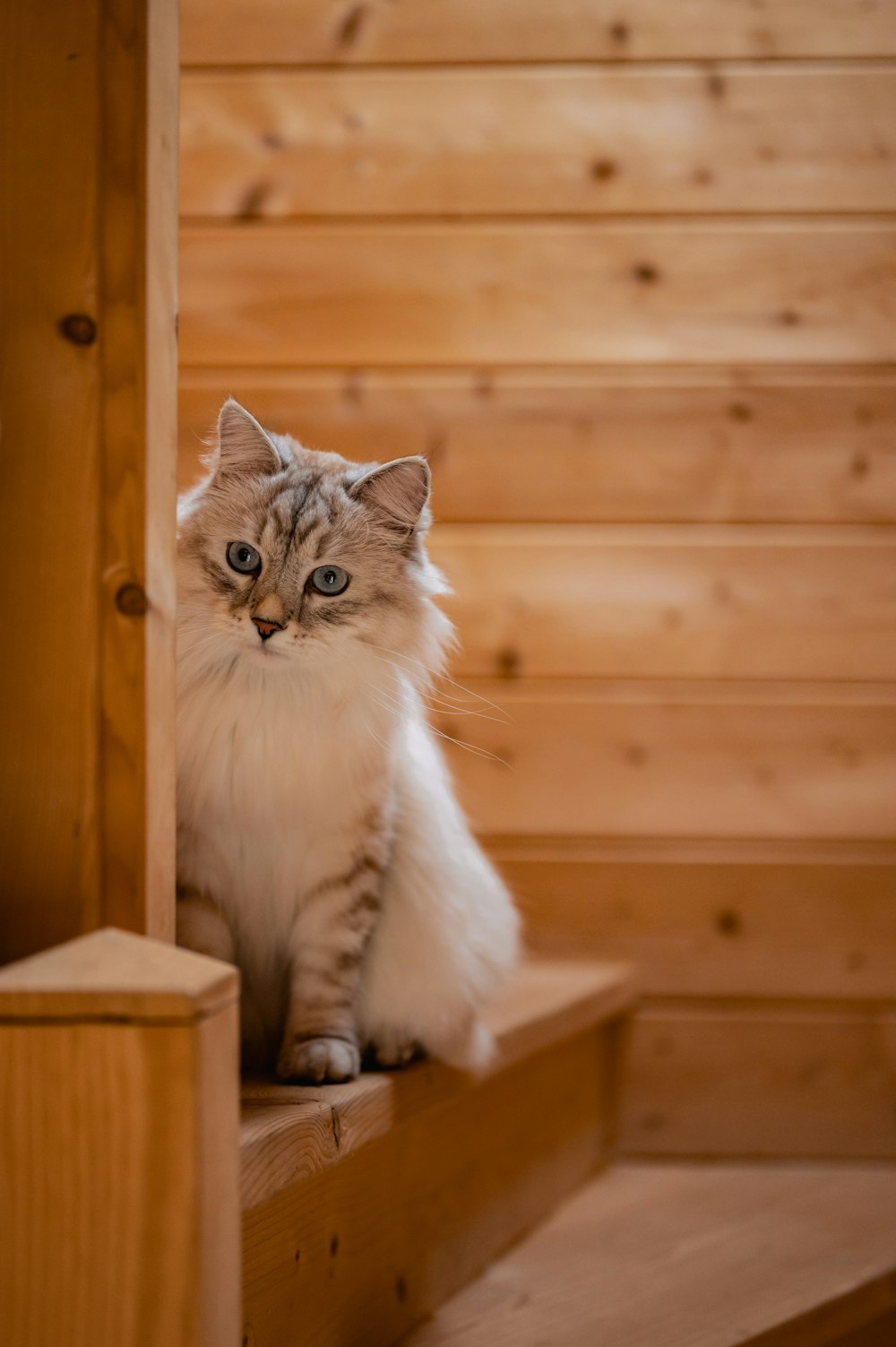 a cat sitting on a box