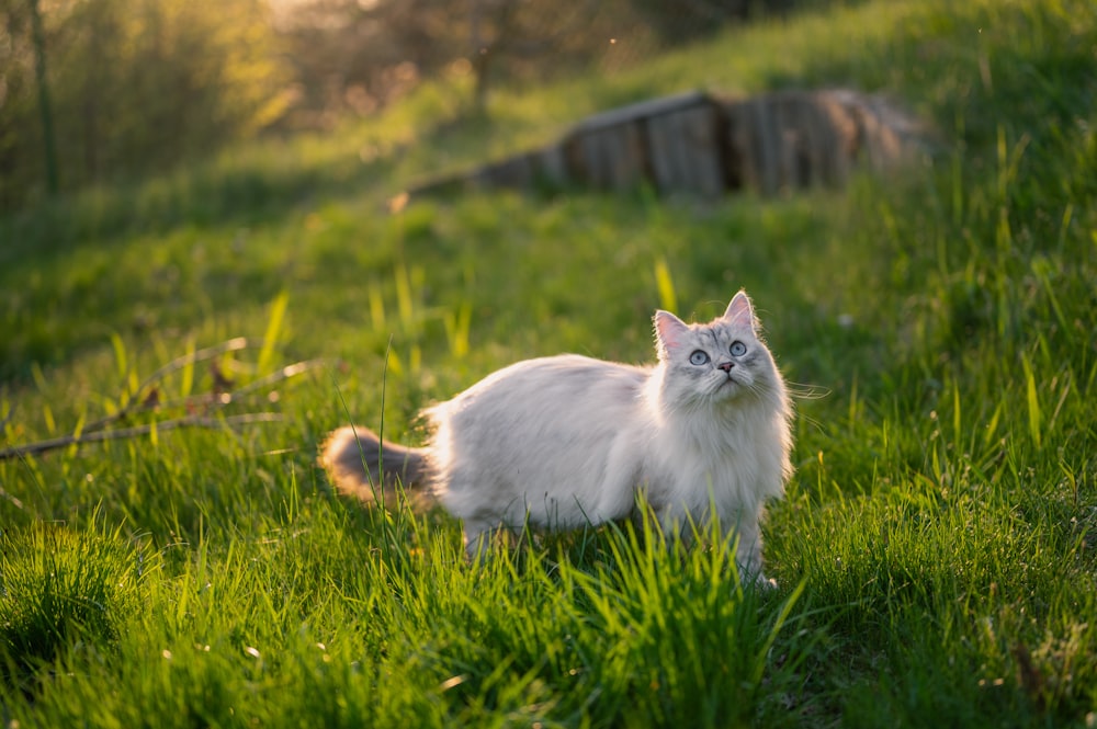 a white cat in a grassy area