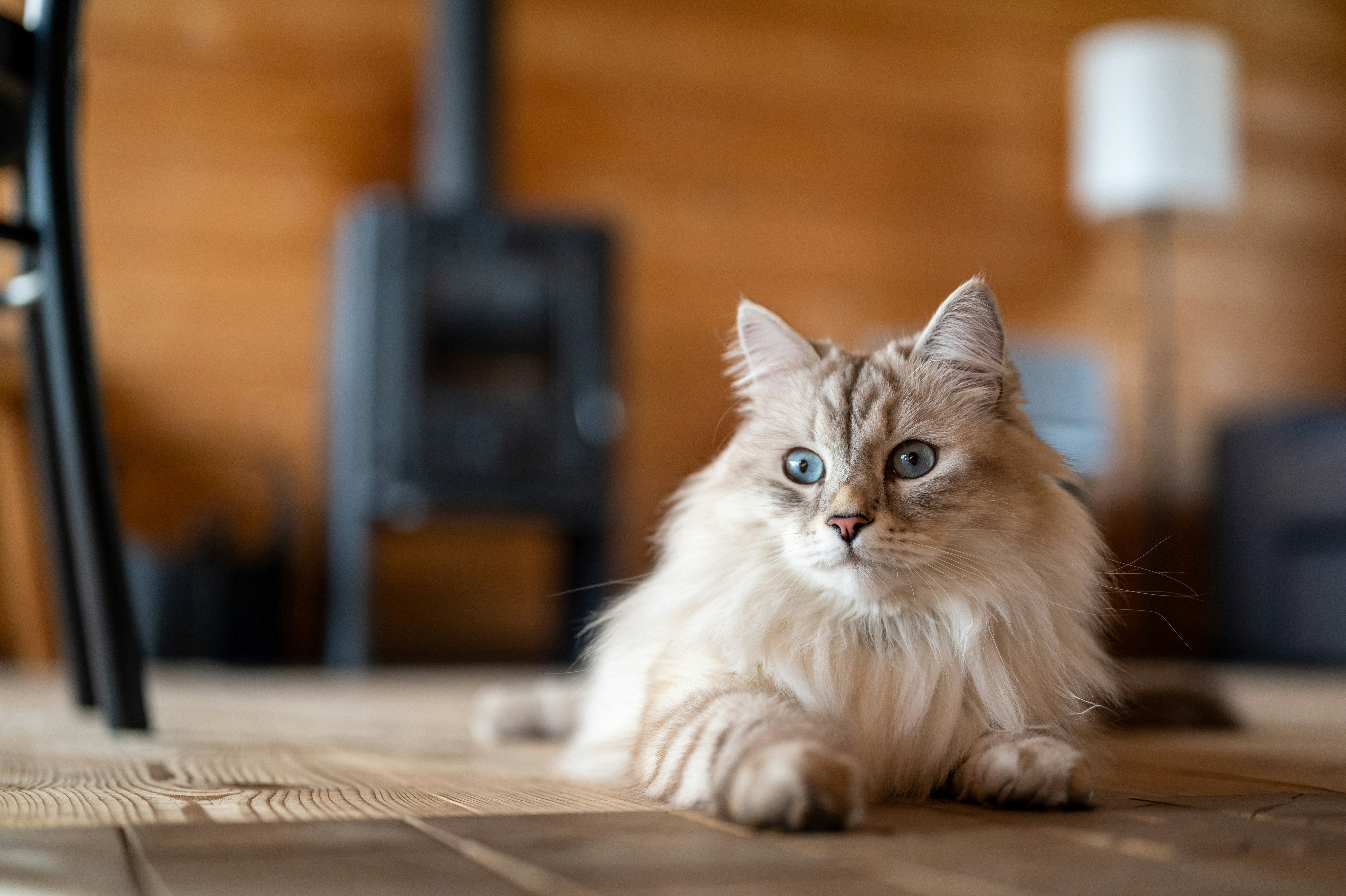 12 Cat Health Tips for Daily Indoor Cat Care