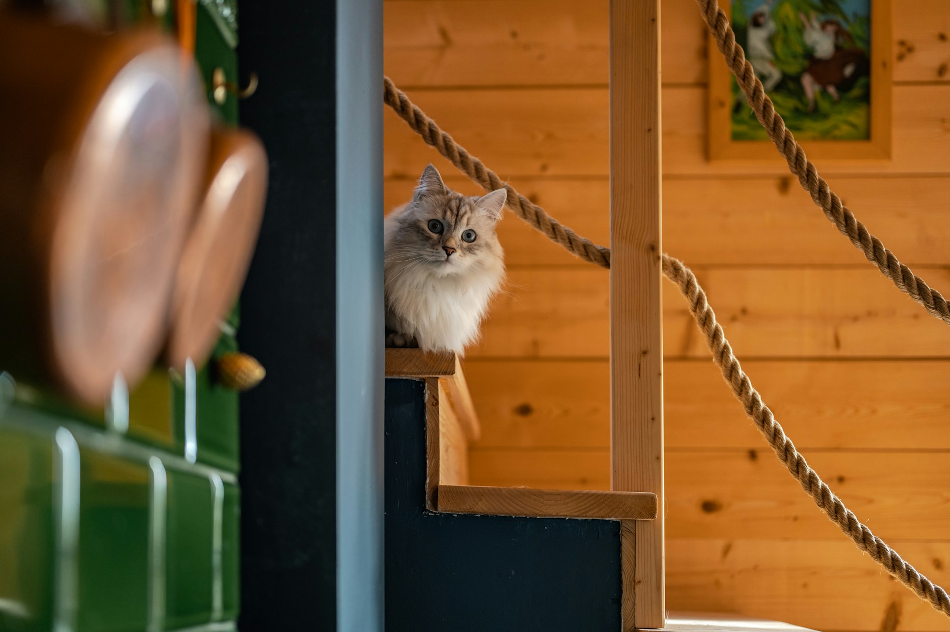 a cat sitting on a wooden structure