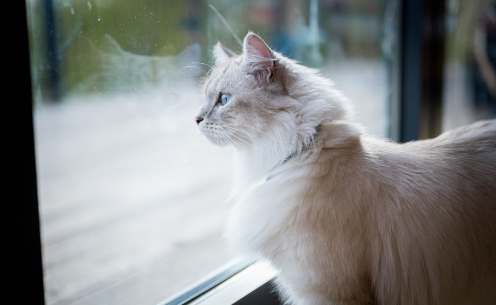 a cat sitting on a window sill