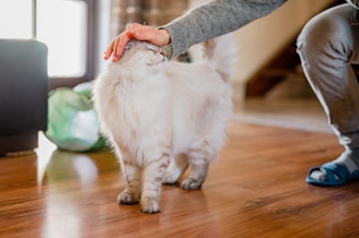 Visitor petting a fluffy white cat inside the CatWorld Samui cat cafe
