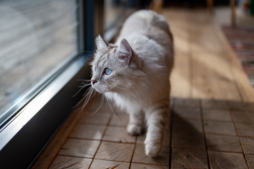 a cat walking on a tile floor